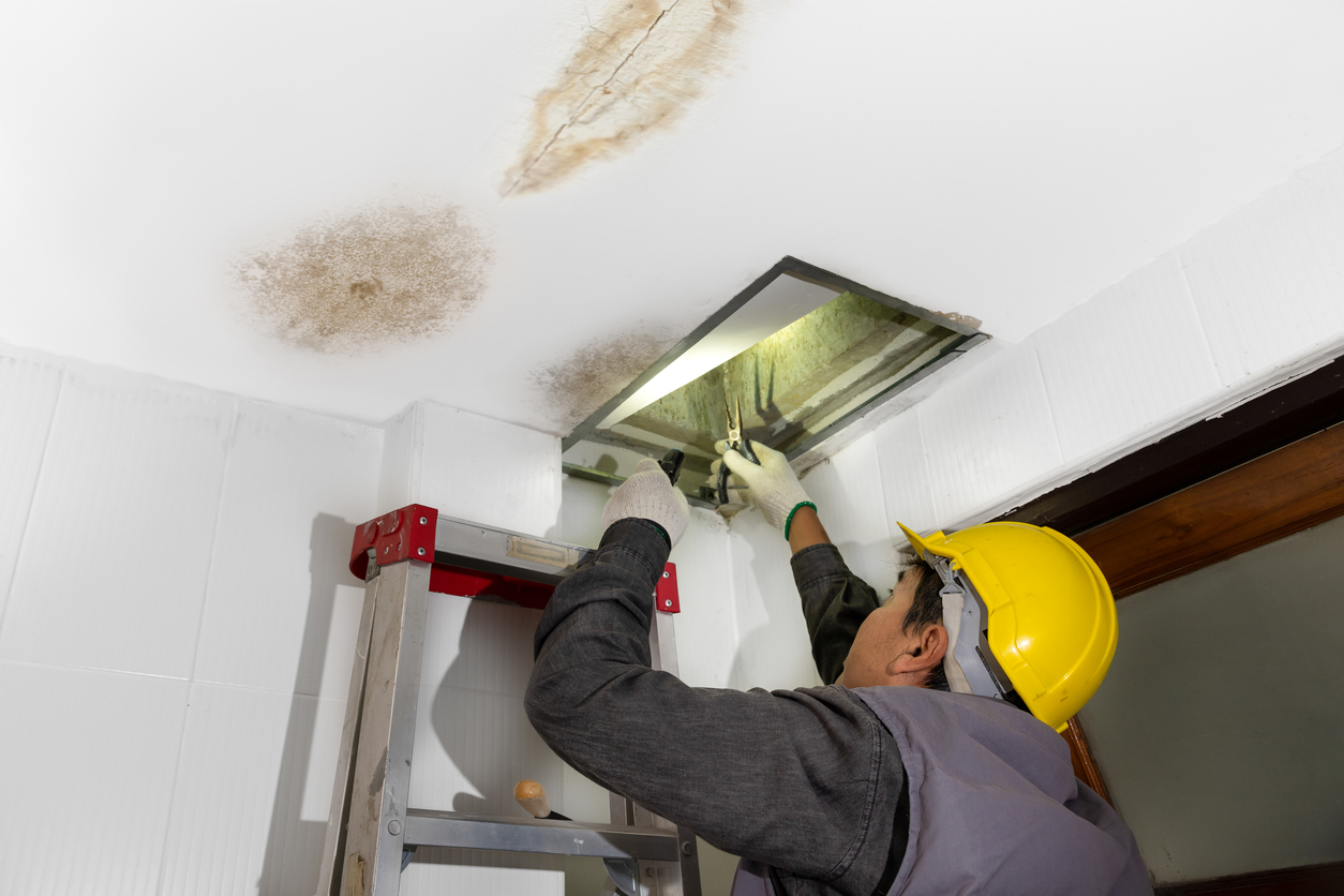 Water Damage and Mold Remediation Stamford